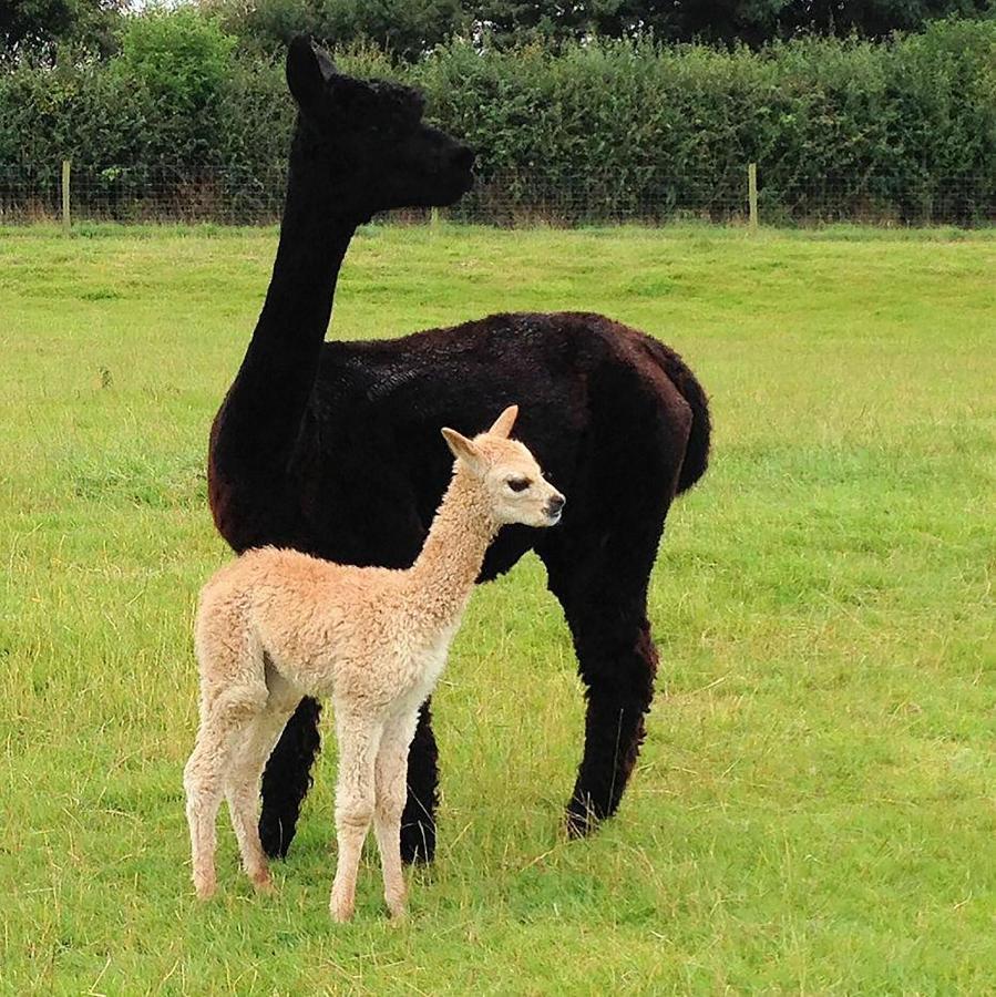 The Alpaca B&B Chalais  Exterior foto